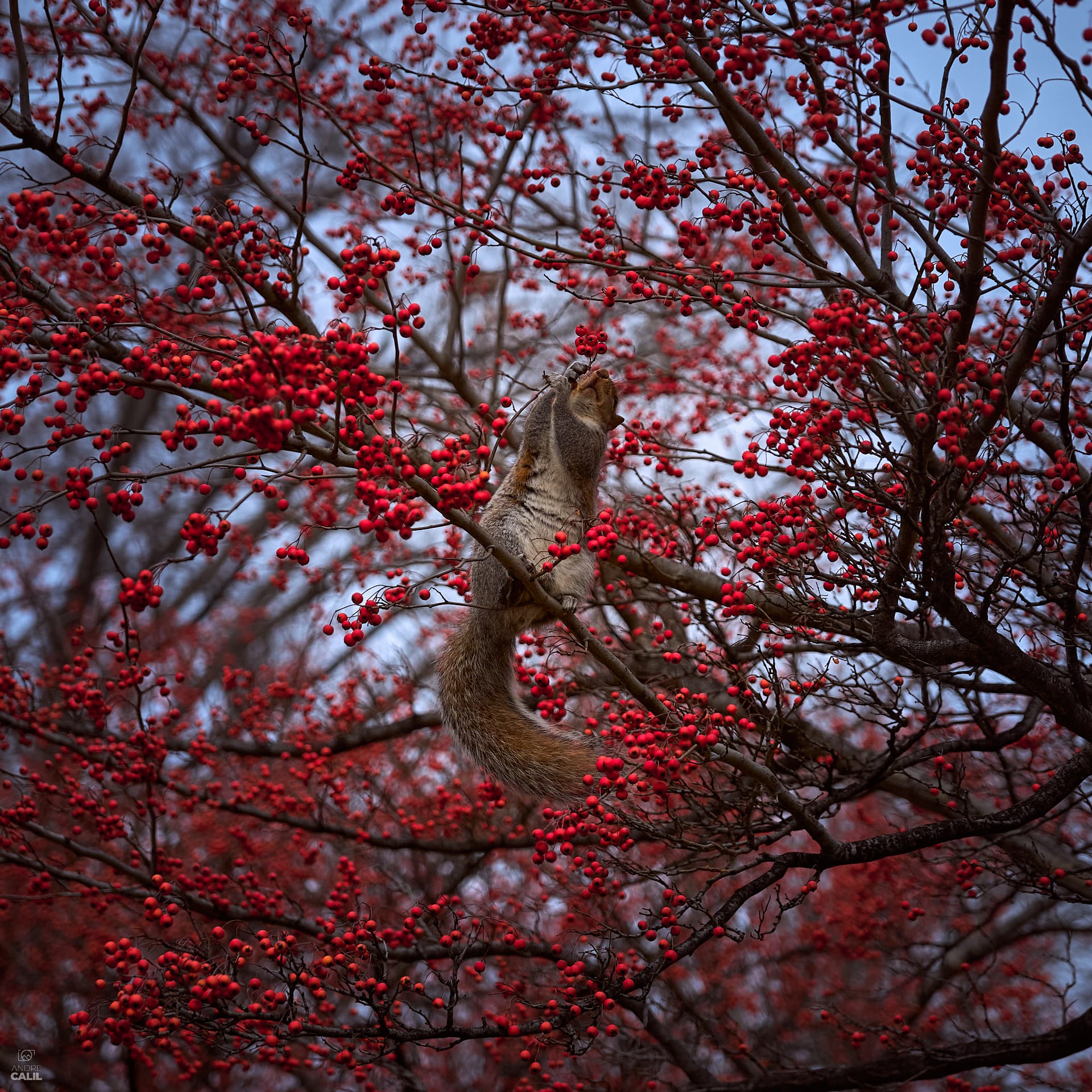 Uma foto que demorou dois anos para ser feita